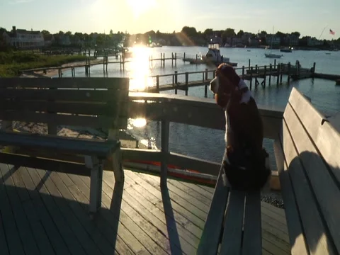 Dog Looks Out Over Harbor Stock Footage 1089161