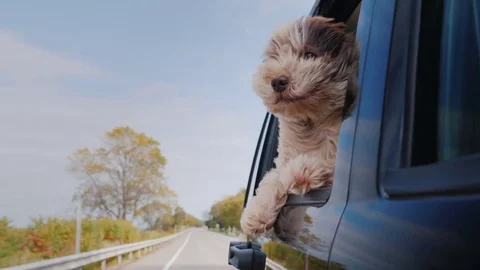 The dog looks out the window of the car that is moving Stock Footage