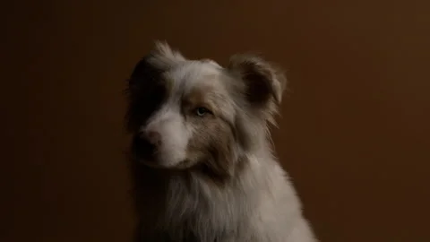 Dog Looks Over Stock Footage 270408984
