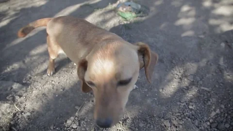 The dog looks pitifully into the camera and asking for food Video stock 71904571