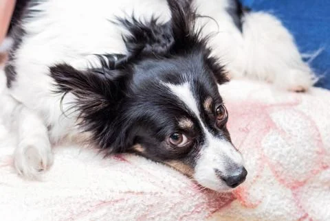 Dog looks pitifully Stock Photos
