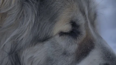 The dog looks at the sides of a close-up Stock Footage 88104574