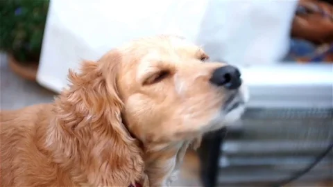 Dog looks for something Stock Footage 83503542