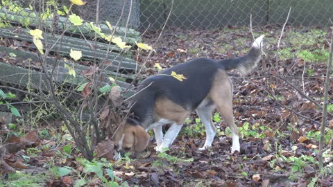 Dog looks for something under a bush in dry leaves in autumn Stock Footage 338428832
