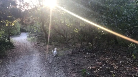 Dog looks up at tree sunflare Stock Footage 80659812