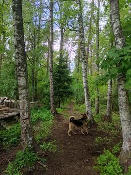 Dog looks up at the trees Stock Photos