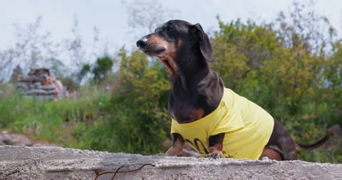 Dog is lost, abandoned in forest nervously desperately barks, looks around, run Stock Footage 244821259