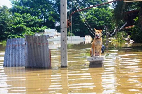 Dog is lost to the owner while flooding Stock Photos