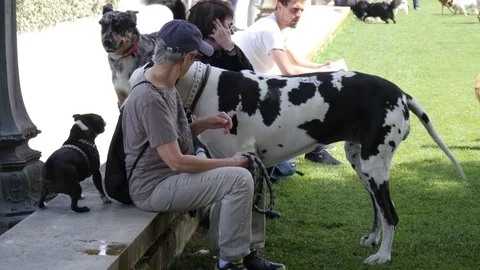 Dog lovers with their pets walking on a lawn grass in park near the Paris Louvre Vídeos de archivo 76998766