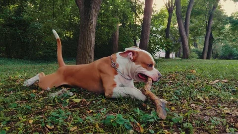 Dog lying and chewing tree branch in the park 스톡 동영상 95645931