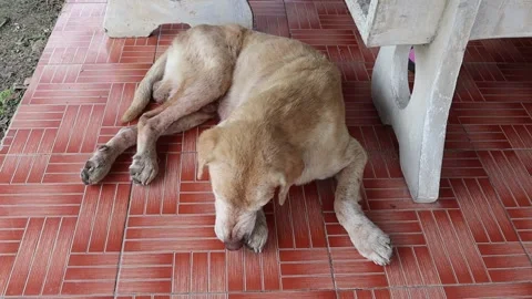 Dog lying and clean itself on tile flooring Stock Footage 139662617