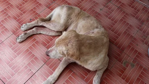 Dog lying and clean itself on tile flooring Stock Footage 139950347