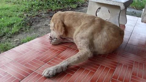 Dog lying and cleaning itself on tile flooring Stock Footage 139530107