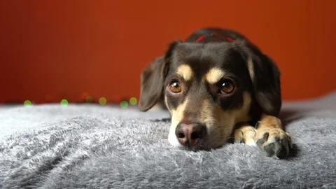 Dog lying and looking to camera, waiting for new year holidays celebration Stock-Footage 167301216