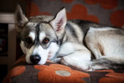 Dog lying and resting on the couch at home Stock Photos
