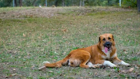 The dog is lying and sitting on the grass. Stock Footage 289657637