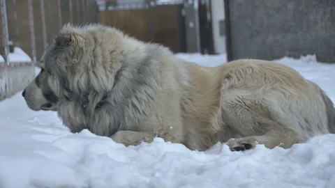 The dog is lying asleep Stock Footage 88103400
