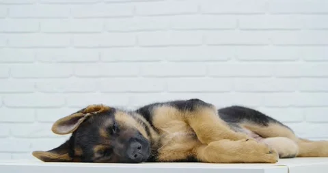 Dog lying on back and waiting for doctor on table. Stock Footage 157728615