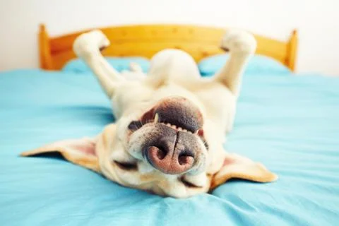 Dog is lying on back on the bed - selective focus Foto stock