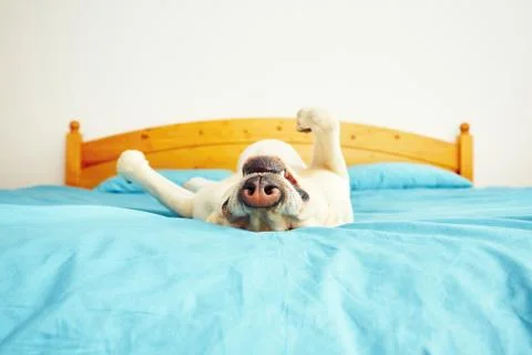 Dog is lying on back on the bed - selective focus 스톡 사진