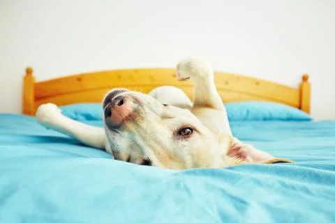 Dog is lying on back on the bed - selective focus Foto stock
