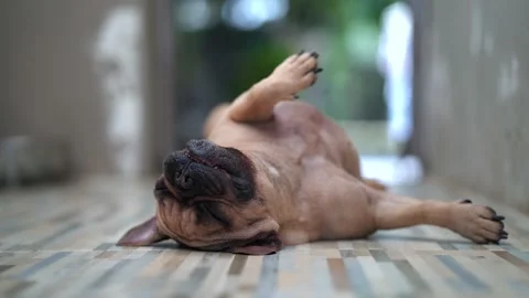 Dog Lying On Back indoor. Vídeo Stock 153299541