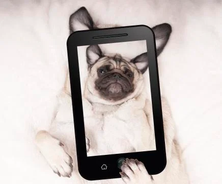 Dog lying on back, taking selfie Stock Photos