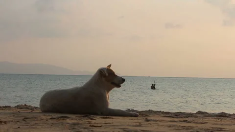Dog is lying on the beach Stock Footage 102889229