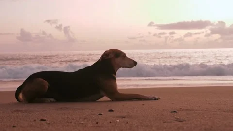 Dog Lying On A Beach Stock Footage 169864571