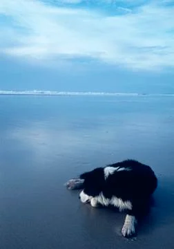 Dog Lying on the Beach Stock Photos