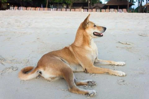 Dog lying on the beach Stock Photos