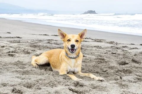 Dog lying on the beach Stock Photos