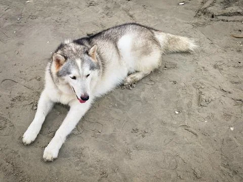 A dog lying on the beach. Stock Photos
