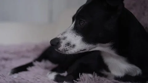 The dog is lying on the bed. Can I let the dog on the bed. A sofa and a dog o Stock Footage 130515485