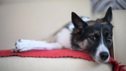Dog Lying On Bed Stock Footage