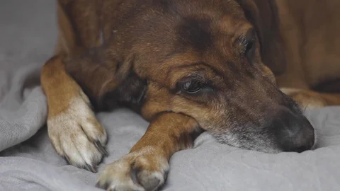 Dog lying on the bed Stock Footage 101559413