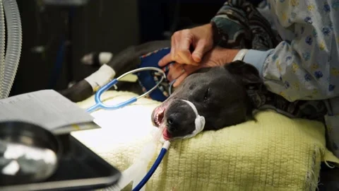 A dog lying on a bed Stock Footage 155356443