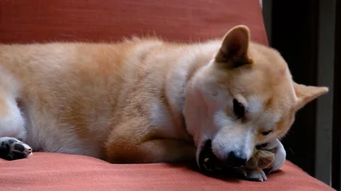 A dog lying on a bed Stock Footage 155357772