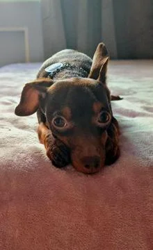 Dog lying on bed looking at camera Stock Photos