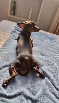 Dog lying on bed looking at camera Stock Photos