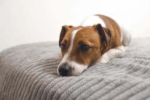 Dog lying on the bed Stock Photos