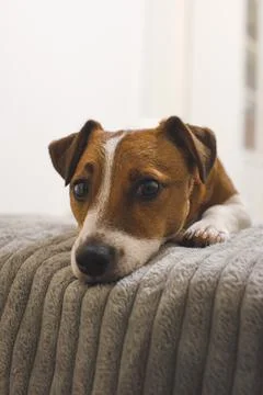 Dog lying on the bed Stock Photos
