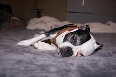 A dog lying on a bed Foto stock