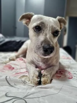 Dog lying on the bed Stock Photos