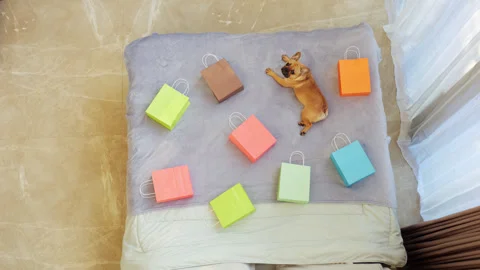 Dog lying on bed surrounded by colored shopping bags, top-down view Video stock 313332507