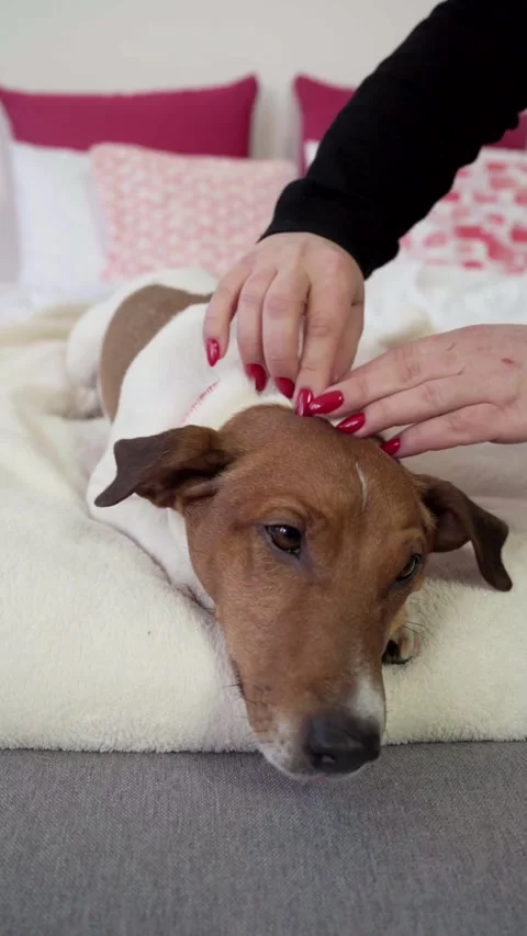 Dog Lying on Bed While Getting a Massage Video stock 300353378