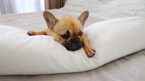 Dog lying on bolster pillow, amusing portrait of tired pet Video stock 313674744