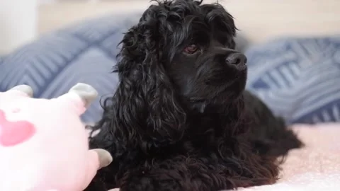Dog lying in the city couch on the bed Stock Footage 239251074