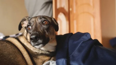Dog lying on clothes folded on the bed Stock Footage 100605799