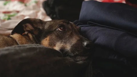 Dog is lying on the clothes Stock Footage 100605688